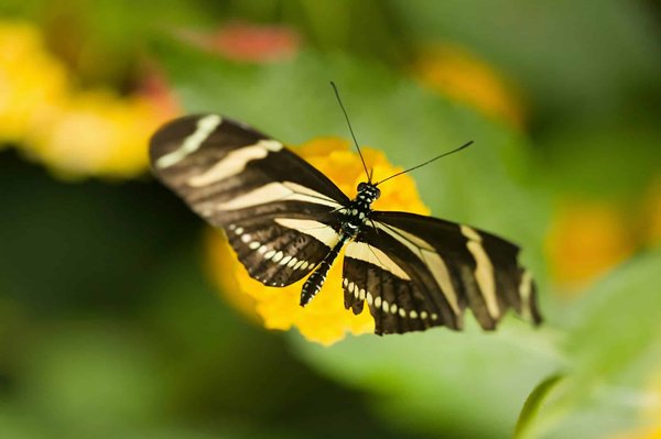 How to Design a Butterfly Garden that Attracts Pollinators in an Urban Setting?