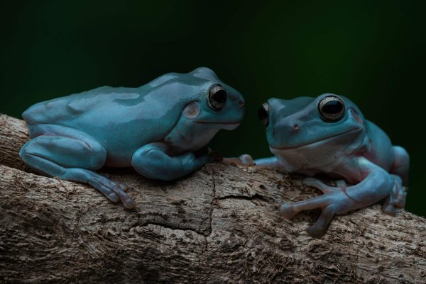 How Can You Integrate a Pop of Color with a Silk Bandana in a Conservative Work Dress Code?